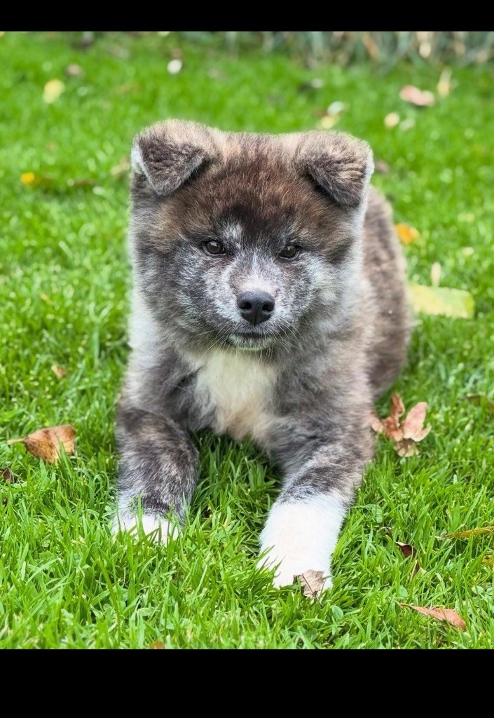 No Kazoku - Chiot disponible  - Akita