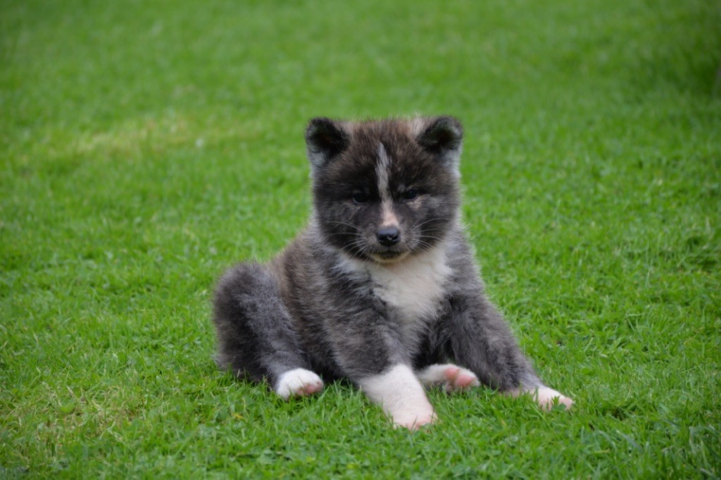 No Kazoku - Chiot disponible  - Akita