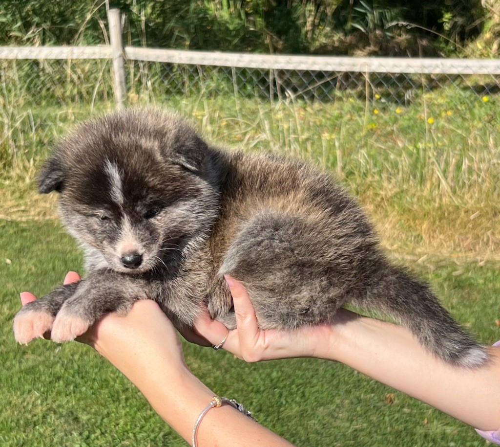 No Kazoku - Chiots disponibles - Akita