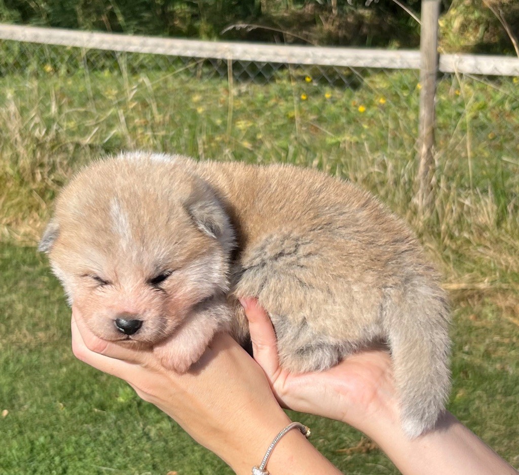 No Kazoku - Chiots disponibles - Akita