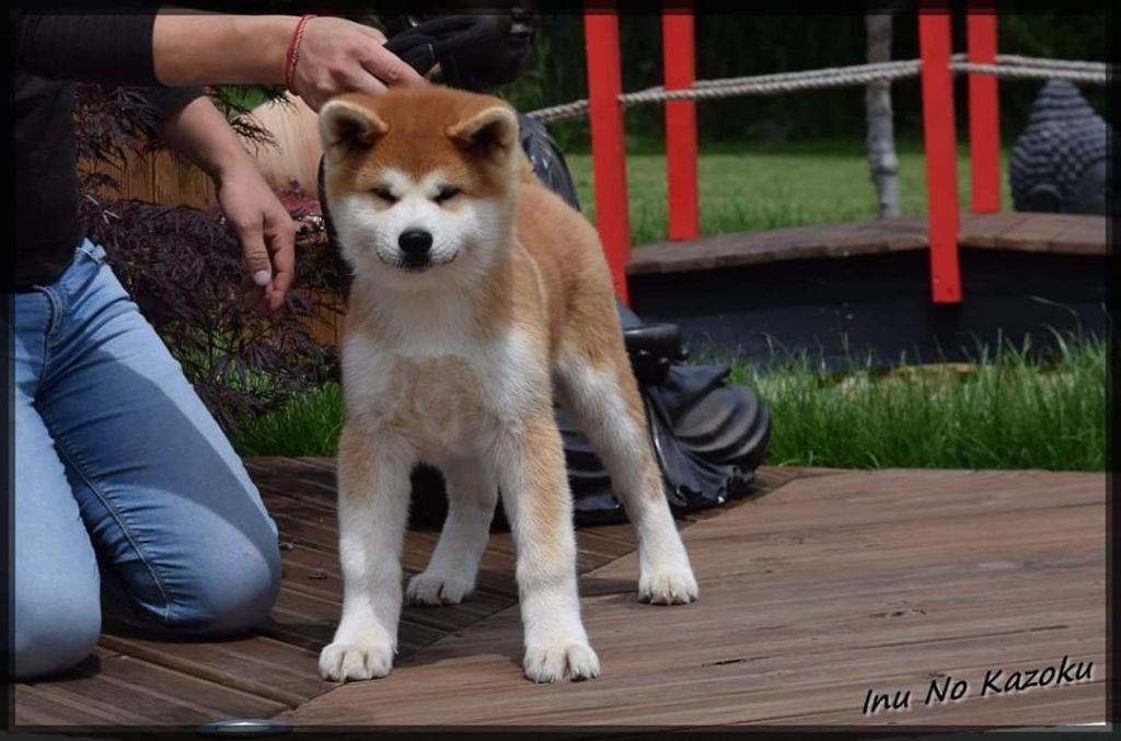 No Kazoku - Akita - Portée née le 14/03/2020