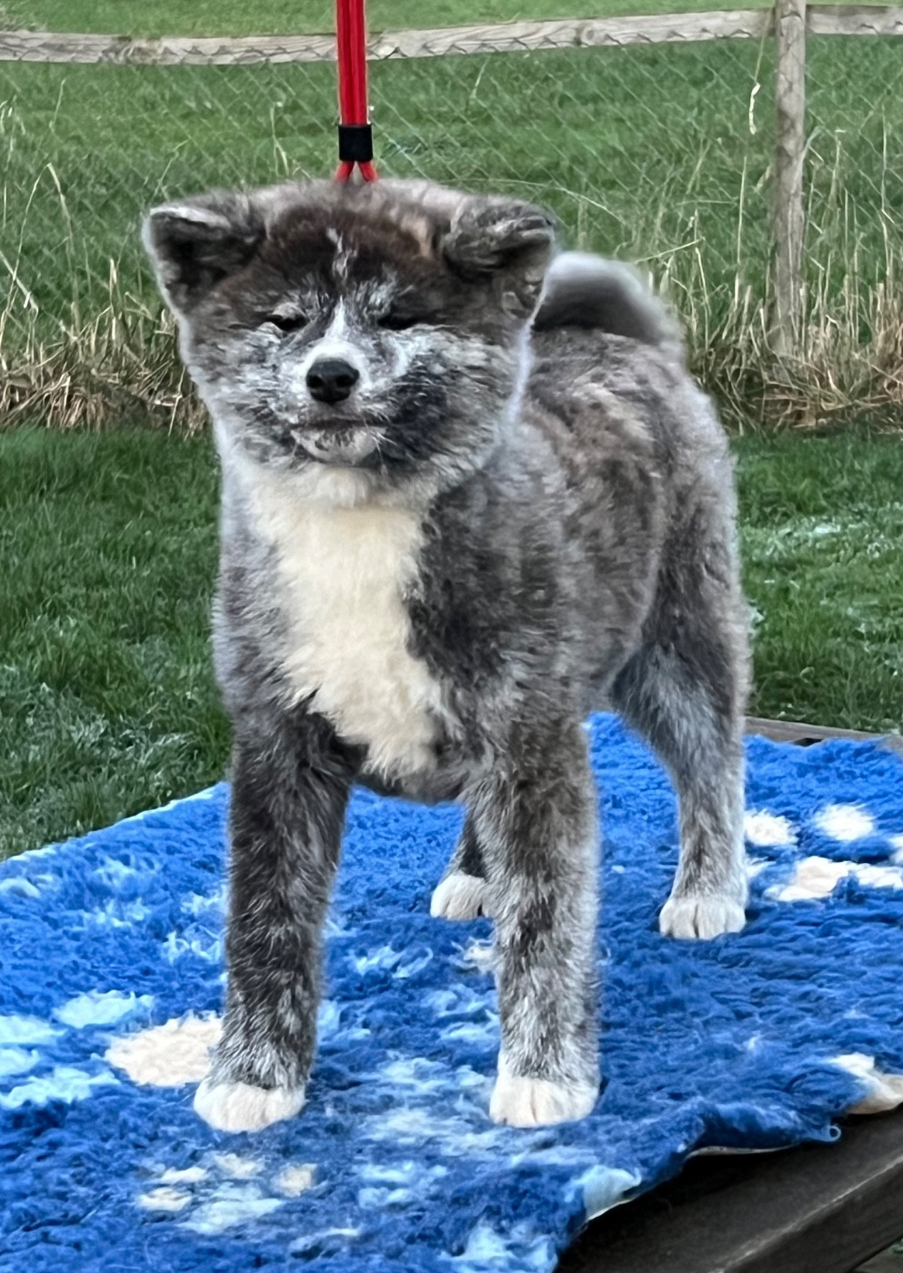 No Kazoku - Chiots disponibles - Akita