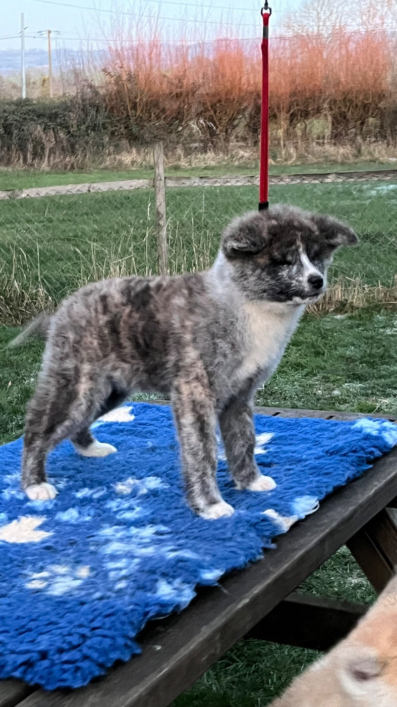 No Kazoku - Chiots disponibles - Akita