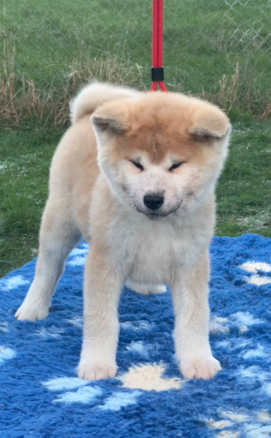 No Kazoku - Chiots disponibles - Akita