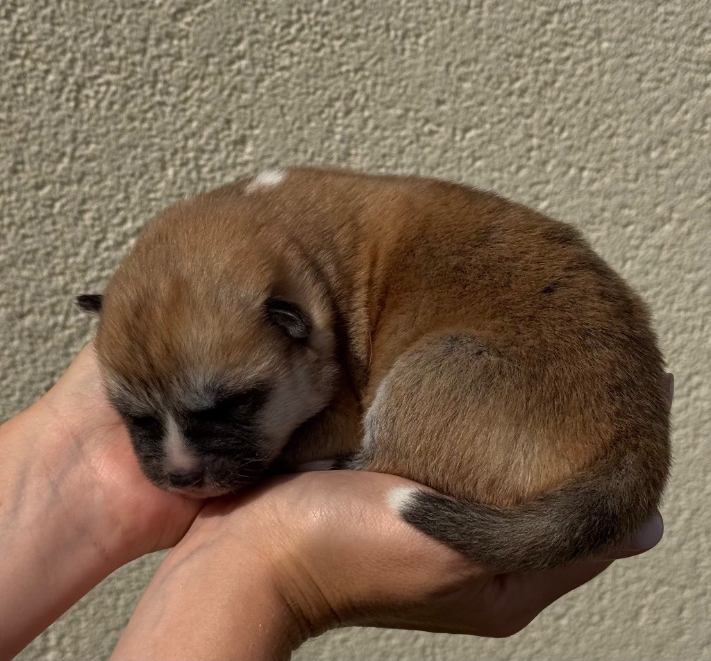 No Kazoku - Chiots disponibles - Akita