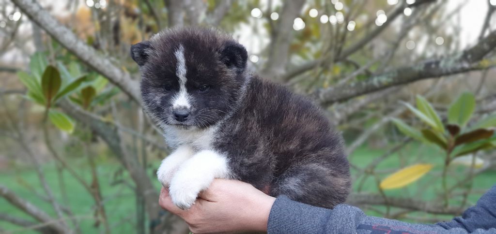 No Kazoku - Akita - Portée née le 06/10/2021