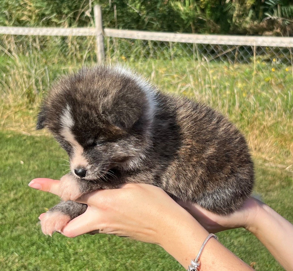 No Kazoku - Chiots disponibles - Akita