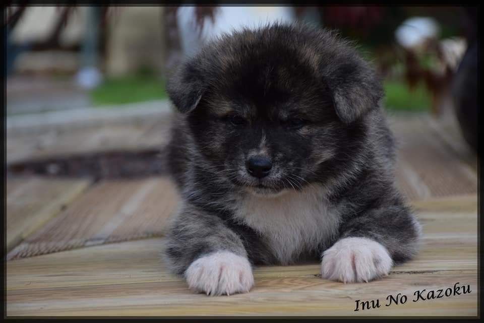 No Kazoku - Akita - Portée née le 21/08/2019