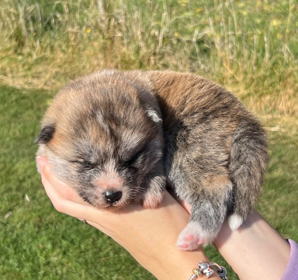 No Kazoku - Chiots disponibles - Akita