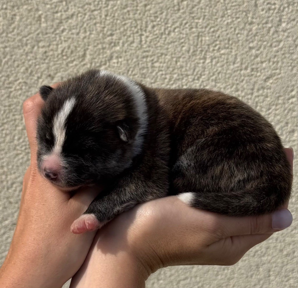 No Kazoku - Chiots disponibles - Akita