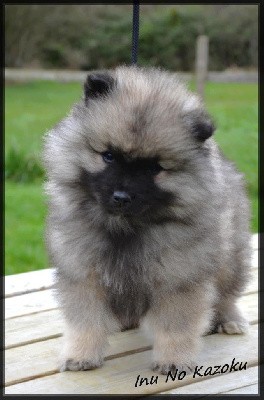 CHIOT