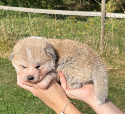 CHIOT 4