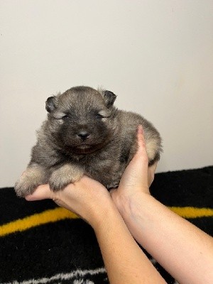 CHIOT