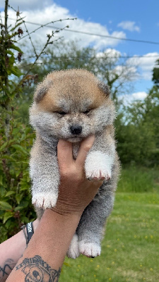 CHIOT 3