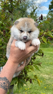 CHIOT 2