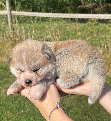 CHIOT 3