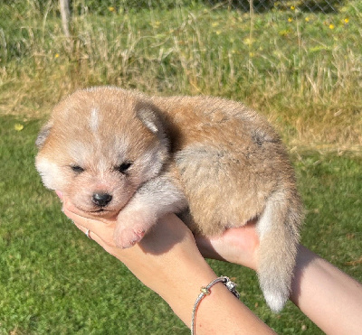 CHIOT 1