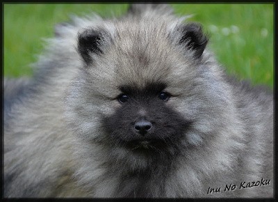 CHIOT