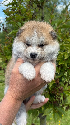 CHIOT 1