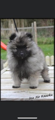 CHIOT