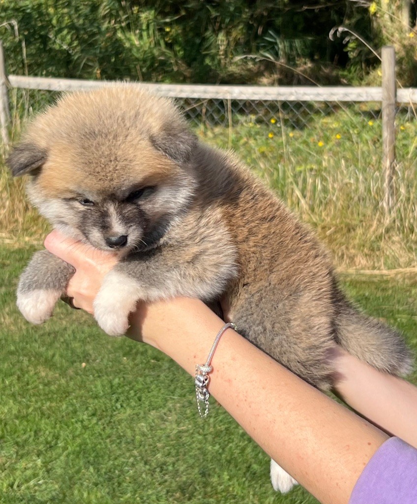 No Kazoku - Chiots disponibles - Akita