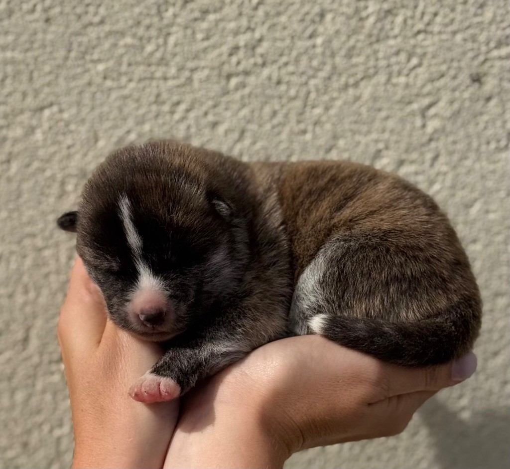 No Kazoku - Chiots disponibles - Akita