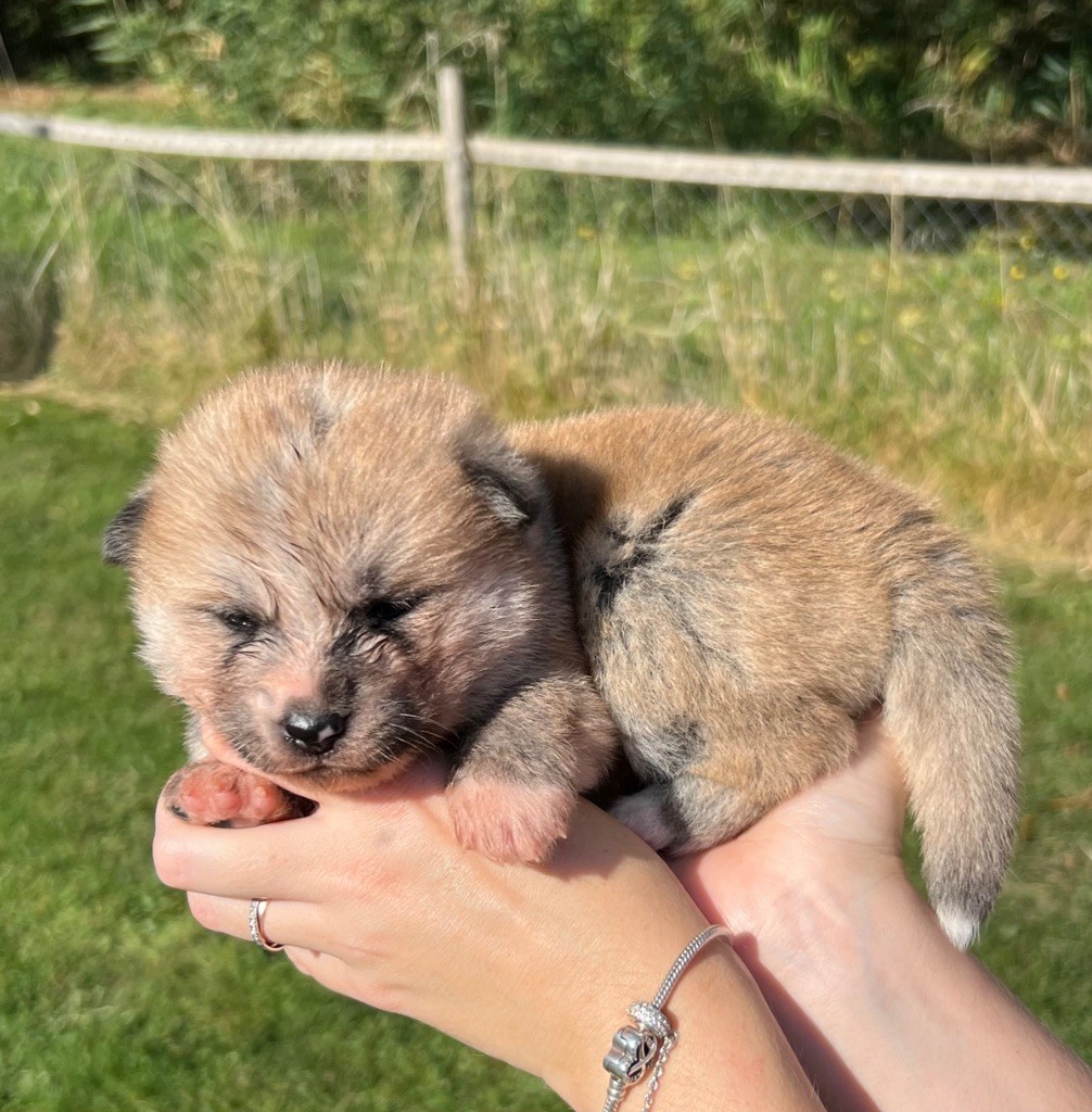 No Kazoku - Chiots disponibles - Akita