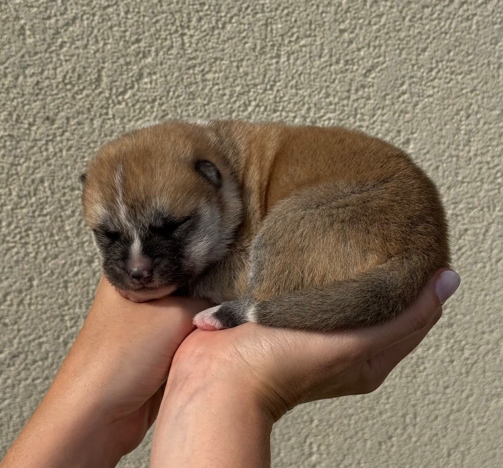 No Kazoku - Chiots disponibles - Akita