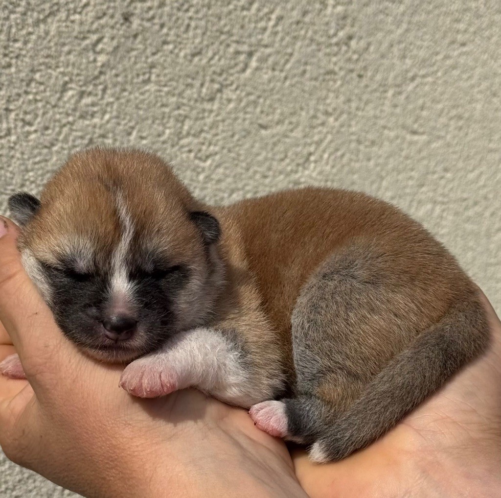 No Kazoku - Chiots disponibles - Akita